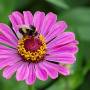 zinnia_elegans_with_bombus_01.jpg